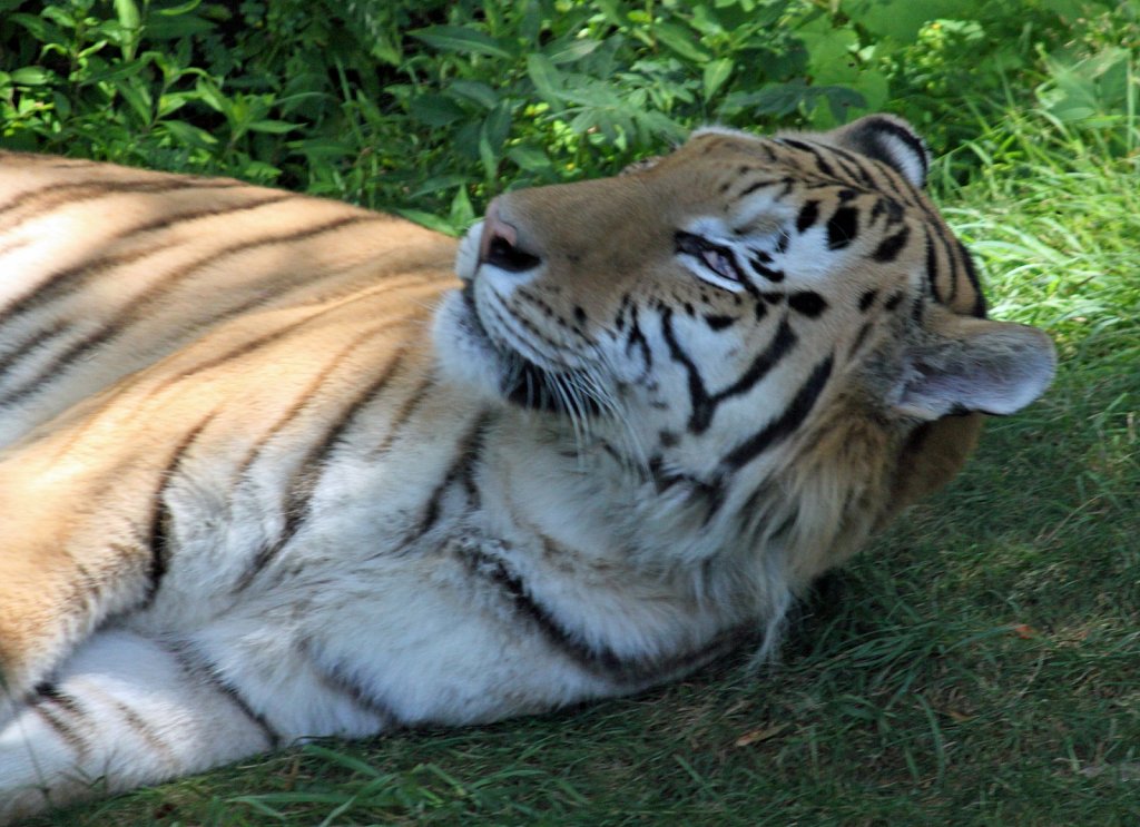 Sleepy-Tiger-3.jpg